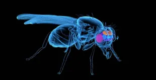 Metieron el cerebro de una mosca en un ordenador y la mosca se movió sola
