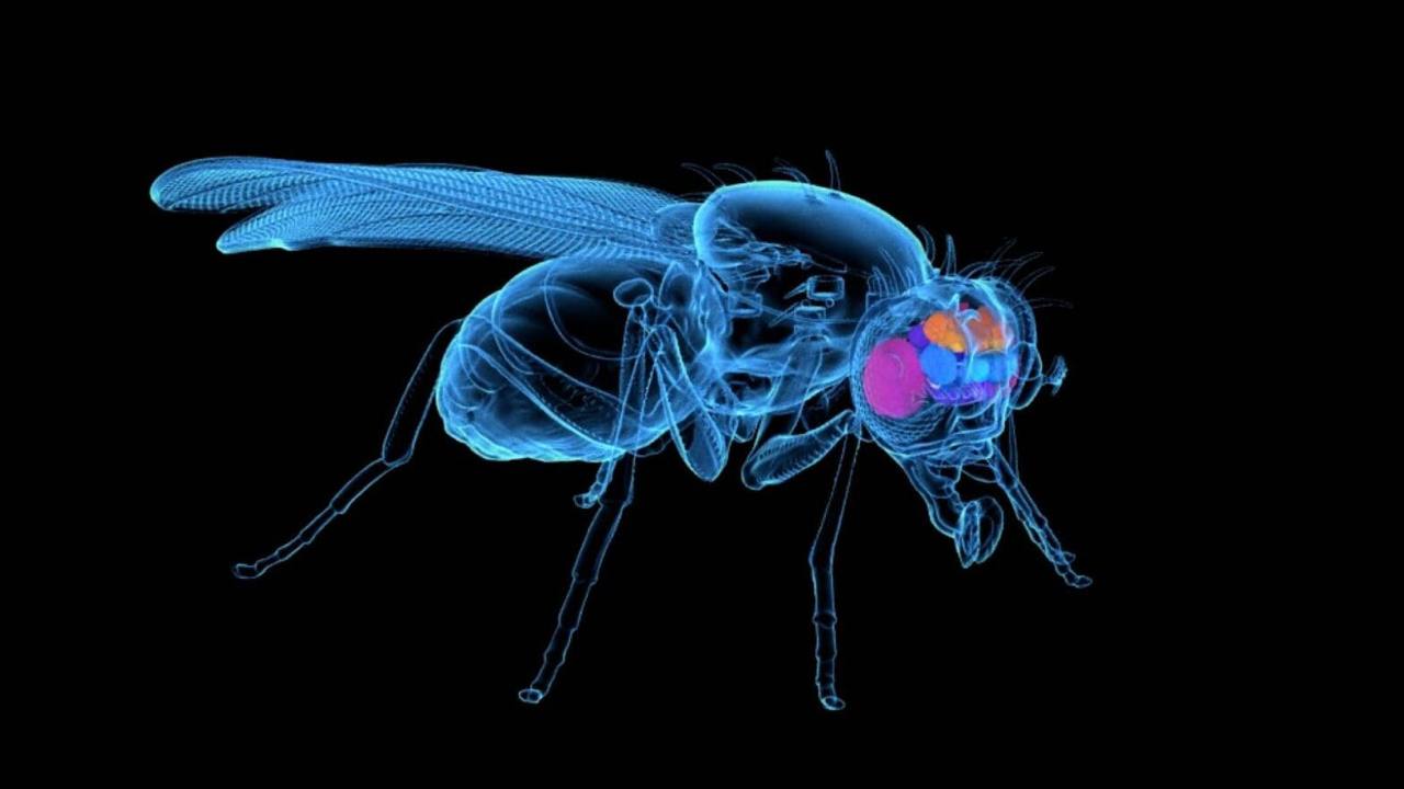 Metieron el cerebro de una mosca en un ordenador y la mosca se movió sola